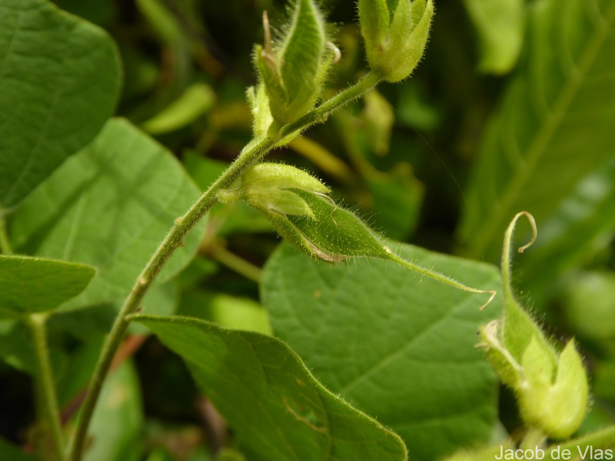 Rhynchosia viscosa DC.